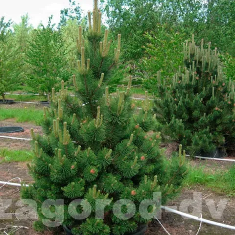 Сосна горная Колумнарис (Columnaris) контейнер 30 л ДЙ20