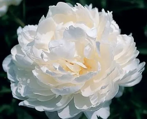 Пион травянистый Фринджет Айвори (Fringed Ivory) 