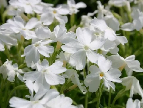 Флокс шиловидный Вайт Делайт (White Delight) 