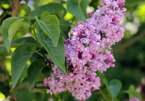 Сирень обыкновенная Памяти Вавилова (Syringa vulgaris "Pamiat o Vavilowie")