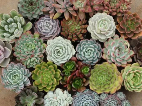 Суккулент Микс (1)