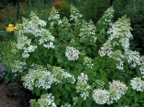 Гортензия метельчатая Юник (Unique) Р9 РЛС26