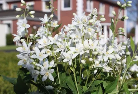 Дейция гибридная Юки Сноуфлейк (Snowflake) 