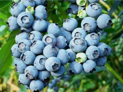 Голубика высокорослая Блюголд (Bluegold) 