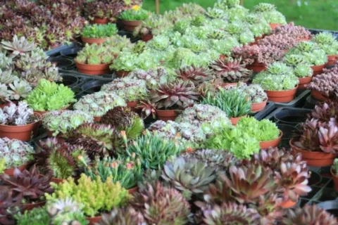 Молодило микс (Sempervivum)