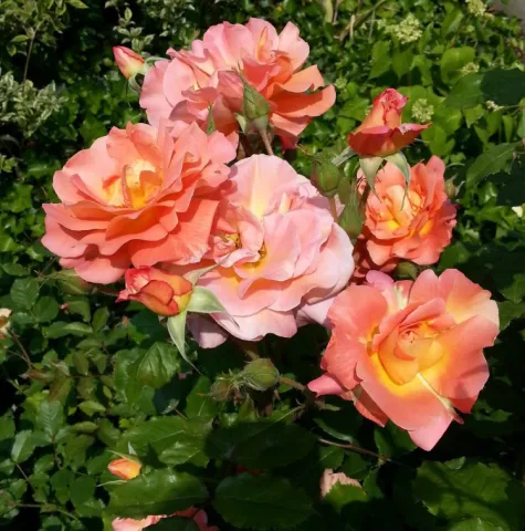 Роза шраб Вестэрланд (Rosa " Westerland") 
