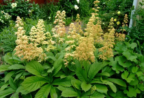 Роджерсия перистая Пинната (pinnata)