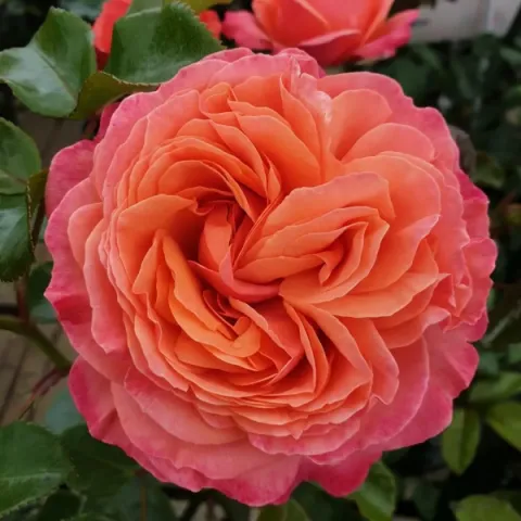 Роза флорибунда Корал Лайонс Роуз (Coral Lions-Rose)