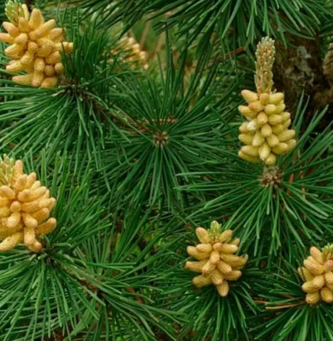 Сосна горная Колумнарис (Columnaris) контейнер 20 л ДШТ19