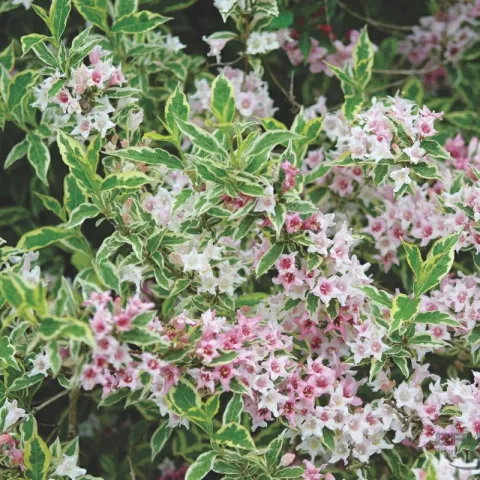 Вейгела цветущая Нана Вариегата (Nana Variegata)