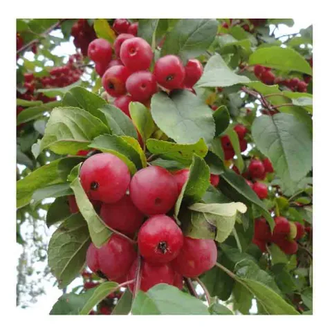 Яблоня декоративная Ред Джевел (Red Jewel)