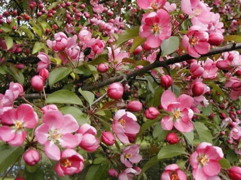 Яблоня декоративная Маковецкого (Makowieckiana)