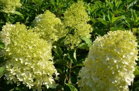 Гортензия метельчатая Мэджикал Лайм Спаркл (Magical Lime Sparkle) 