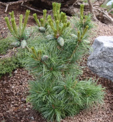 Сосна мелкоцветковая Бонсай (Bonsai) 