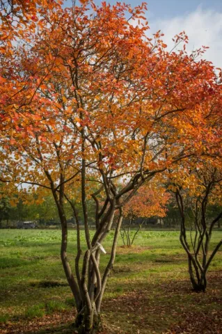Ирга Ламарка (Amelanchier Lamarckii) 
