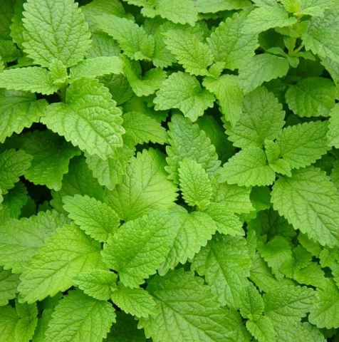 Мелисса́ лека́рственная (Melissa officinalis) 