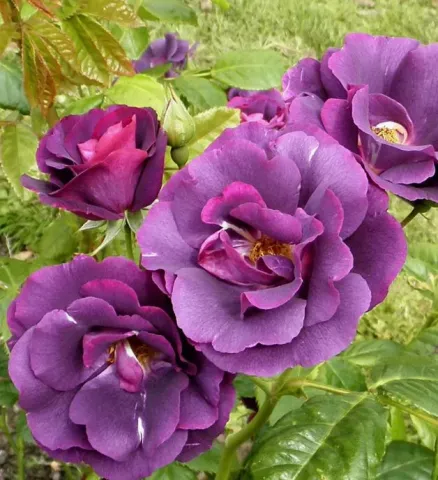 Роза плетистая Рапсодия ин Блю (Rhapsody in Blue) 