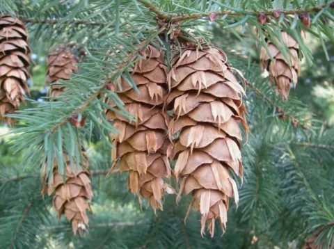 Псевдотсуга Мензиса (Pseudotsuga menziesii)