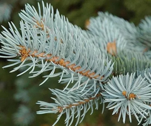 Ель колючая (Picea pungens) RB, 80-100 см ПШ20