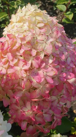 Гортензия метельчатая Роял Флауэр (Royal Flower) лицензионный сорт