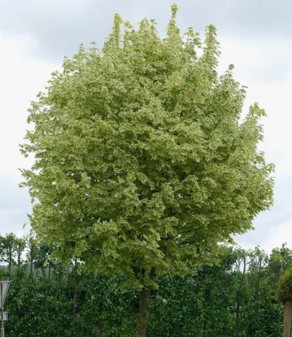 Клен остролистный Друммонди (Drummondii) 