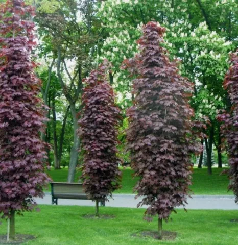 Клен остролистный Кримсон Сентри (Crimson Sentry) 