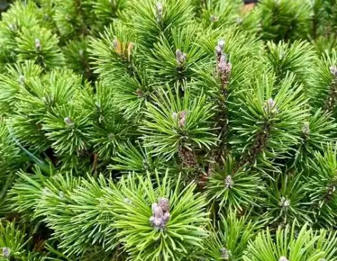 Сосна горная (Pinus mugo)