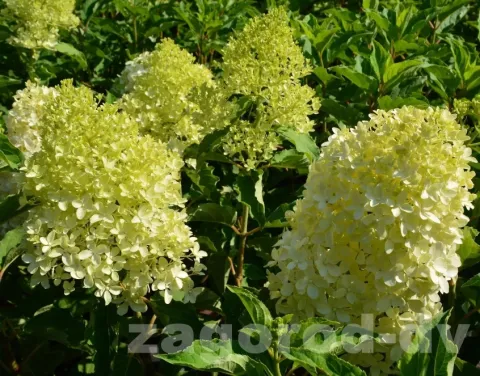 Гортензия метельчатая Мэджикал Лайм Спаркл (Magical Lime Sparkle) 