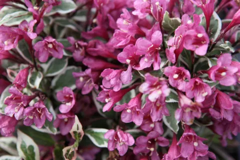 Вейгела цветущая Монет (Monet) контейнер 3,6 л БВДН26