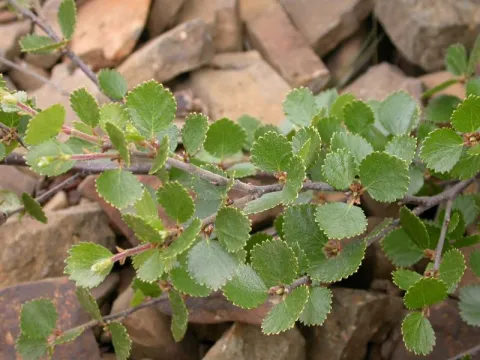 Береза карликовая (Betula nana)