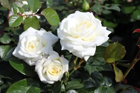 Роза флорибунда Алабастер (Alabaster) 