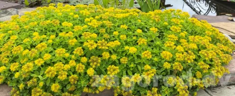 Седум (очиток) Камчатский (Kamtschaticum Variegatum)