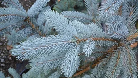 Ель колючая Хупси (Hoopsii)