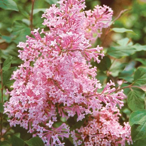 Сирень Пинктини  (First Editions Pinktini)