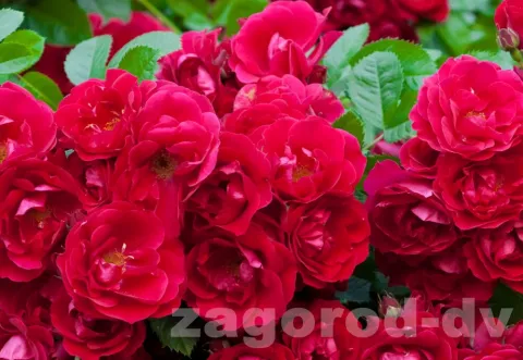 Роза флорибунда Квин Фейри Queen Fairy) 