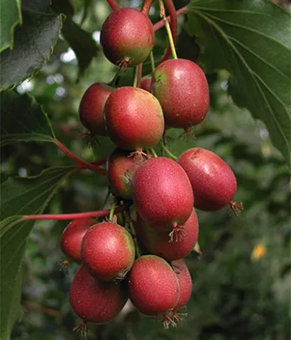 Актинидия аргута Ананасная (Ananasnaya)