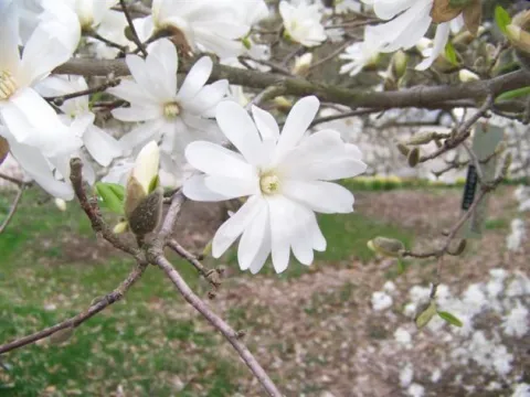 Магнолия звездчатая (Magnolia stellata)