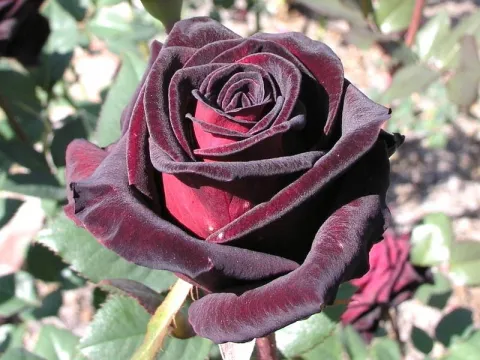 Роза чайно-гибридная Блэк Баккара (Black Baccara) Мейан