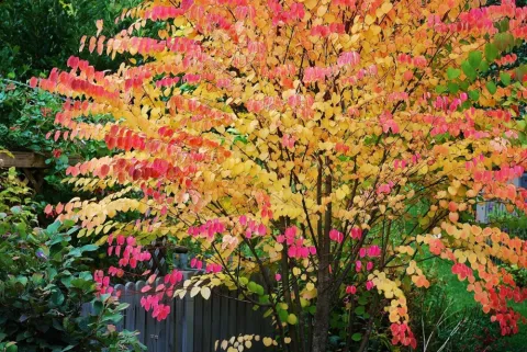 Багрянник японский (Cercidiphyllum japonicum)