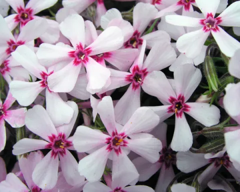 Флокс шиловидный Эмеральд Эппл Блоссом (Apple Blossom) РЛС26